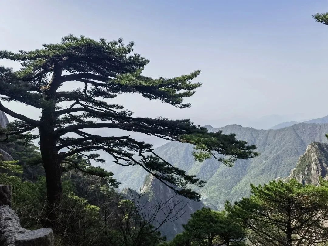 東方龍商務與春天有個約會！集團100余人赴安徽黃山“團建”，太嗨了！“奔跑二季度”——我們準備好了！