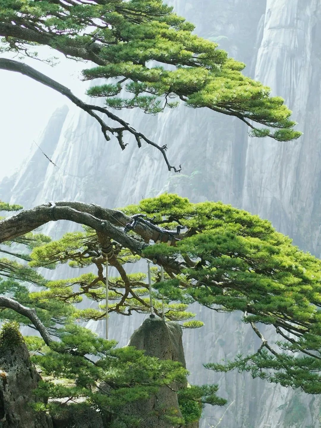 東方龍商務與春天有個約會！集團100余人赴安徽黃山“團建”，太嗨了！“奔跑二季度”——我們準備好了！